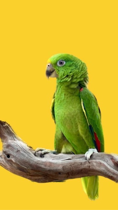 A Place for bird lovers 🦜