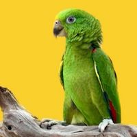 A Place for bird lovers 🦜