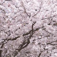 すこやか北関東（茨城栃木群馬）千葉