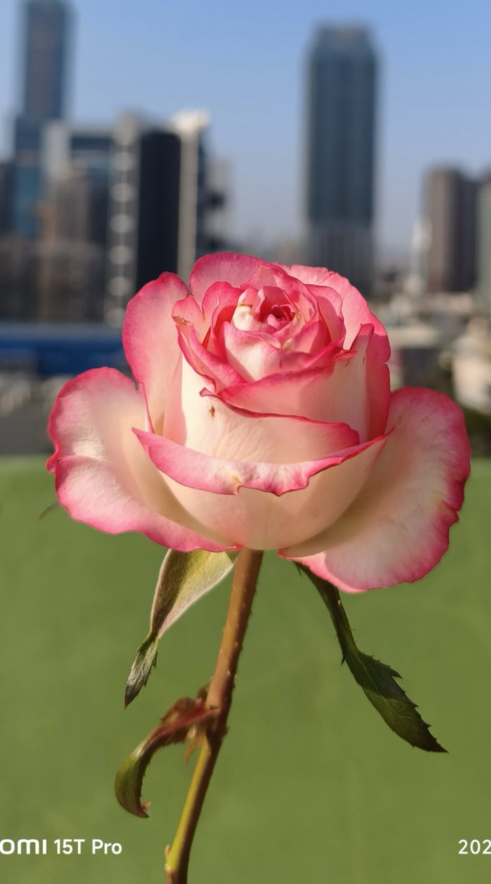 露西家玫瑰土