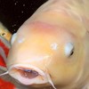 🐟🎀*॰ॱ金魚 錦鯉 雑談＆相談コミュニティ ָ ֙⋆ 🩰🐟