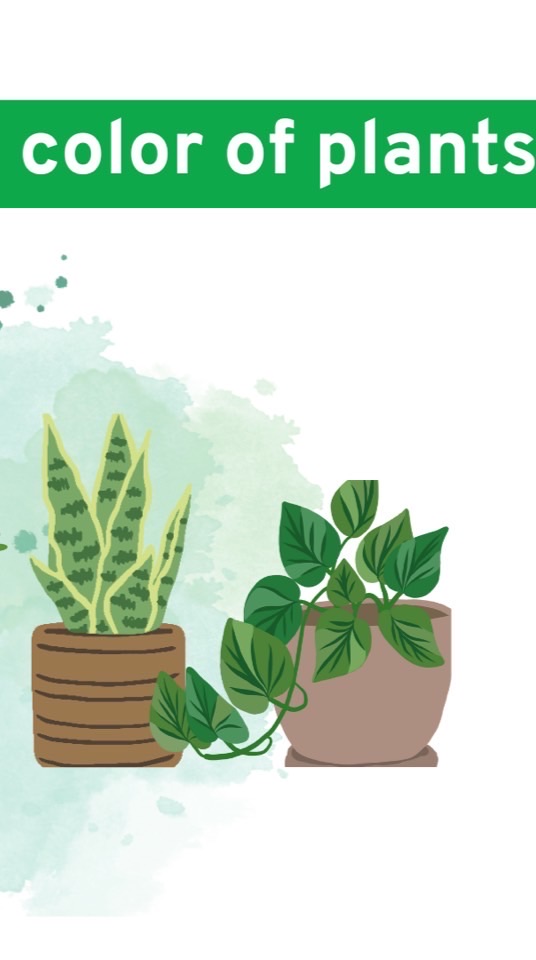 🌴ต้นไม้-พืชผัก-สมุนไพร🌿