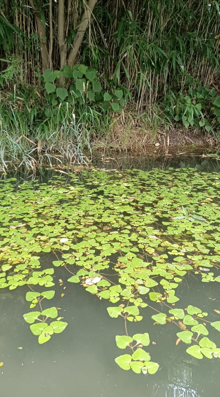 水生生物が好きな人集まれ！