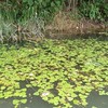 水生生物が好きな人集まれ！