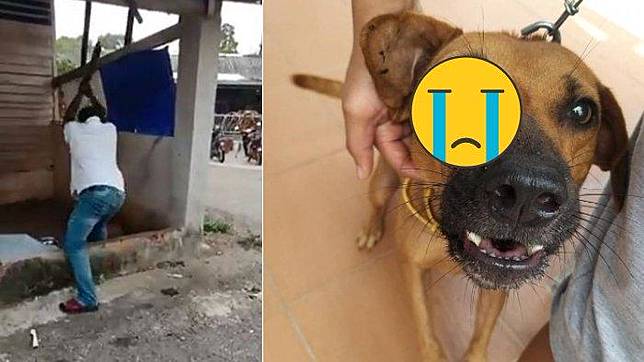 Viral Video Pria Tak Dikenal Aniaya Anjing Yang Dirantai Hingga