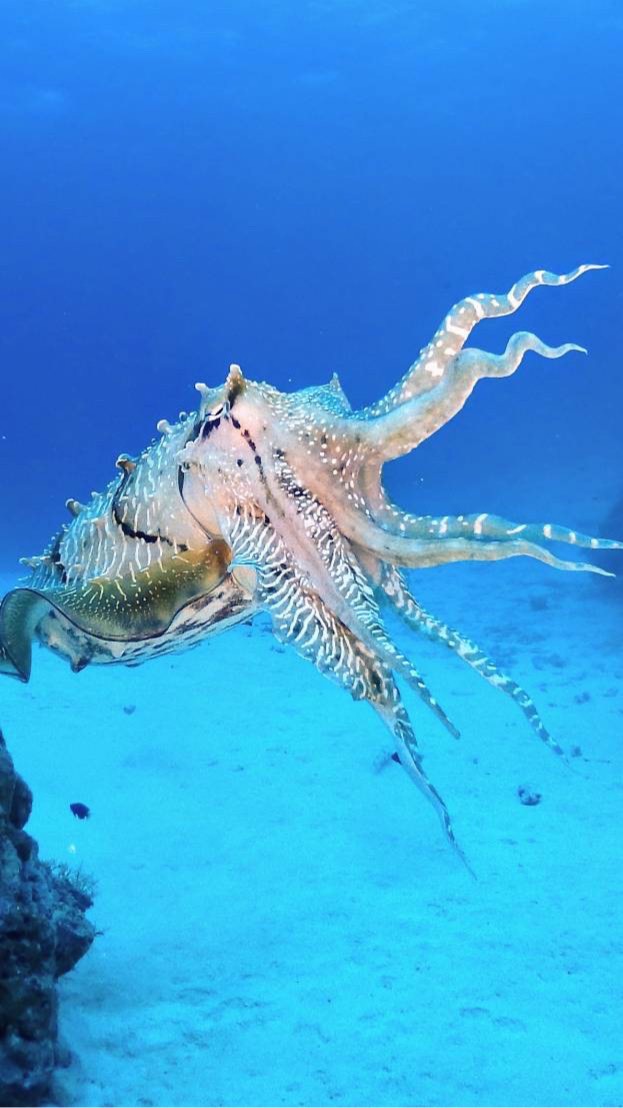 UEC scubaのオープンチャット