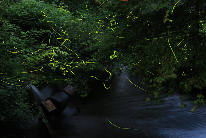 六七月觀光景點螢火蟲之夜