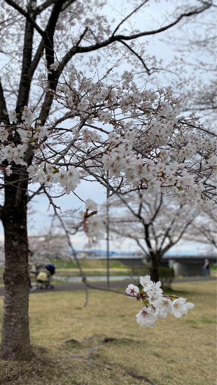 4/12 東雲公園🌸連絡用オープンチャット