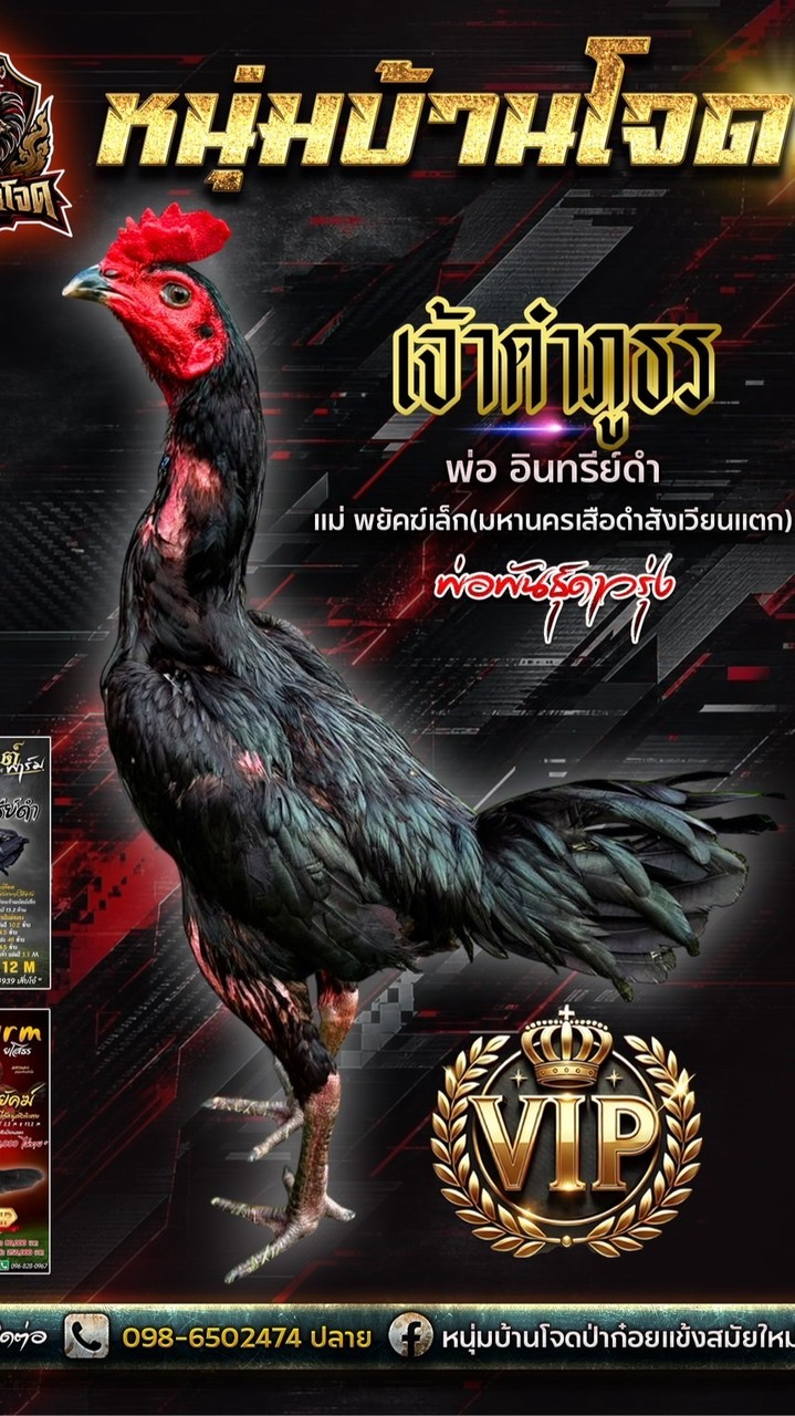 หนุ่มบ้านโจดพม่าสายเลือดเงินล้าน
