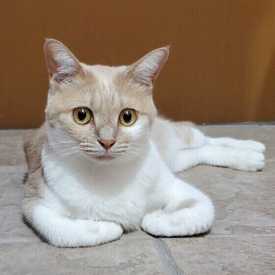 無意識に猫の 狩猟本能 を掻き立ててしまう飼い主の行動