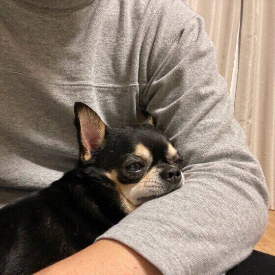 犬が ひざの上にのる理由 がかわいすぎる