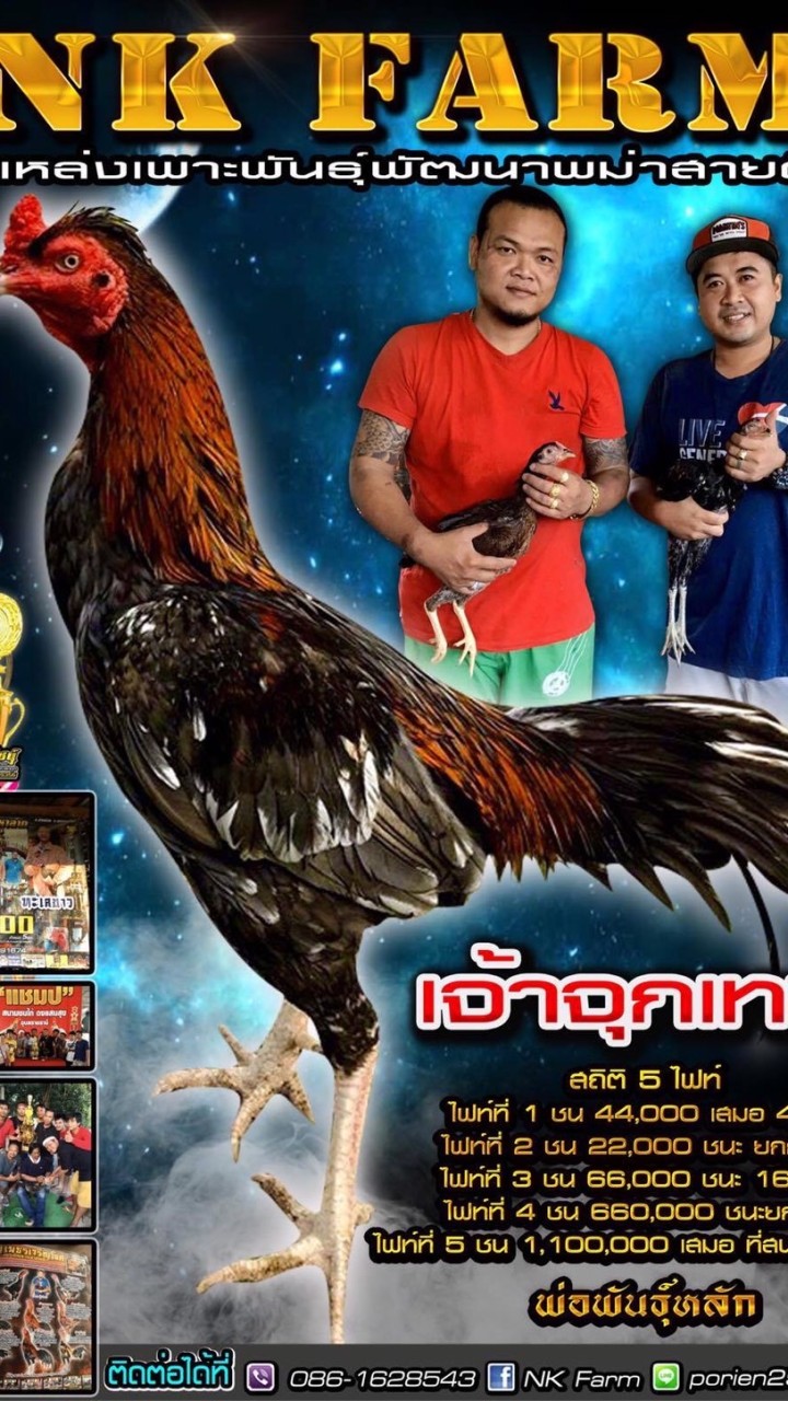 NK Farm แหล่งเพาะพันธุ์พม่าสายตี