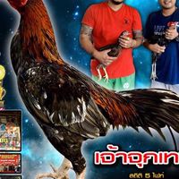 NK Farm แหล่งเพาะพันธุ์พม่าสายตี