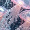 メンヘラ・ヤンデレ・やんへら・愛重・依存癖さんの集う水族館