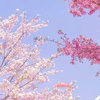 ⚘️醞釀情感l⚘️訴說情愛聊天⚘️