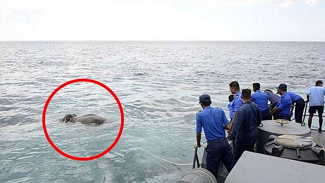 Ajaib! Gajah Ini Ditemukan Berenang Dilaut, Kok Bisa?