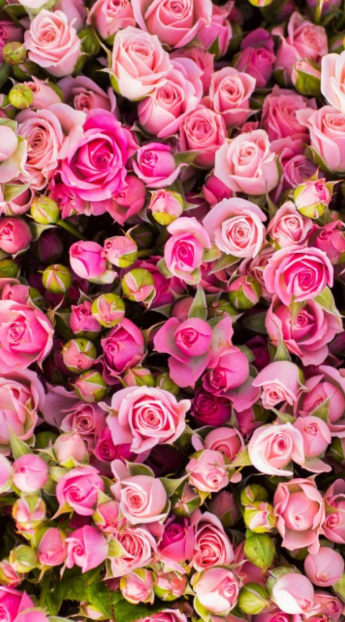 (เตรียมอุดมศึกษา) 66_ปส 2