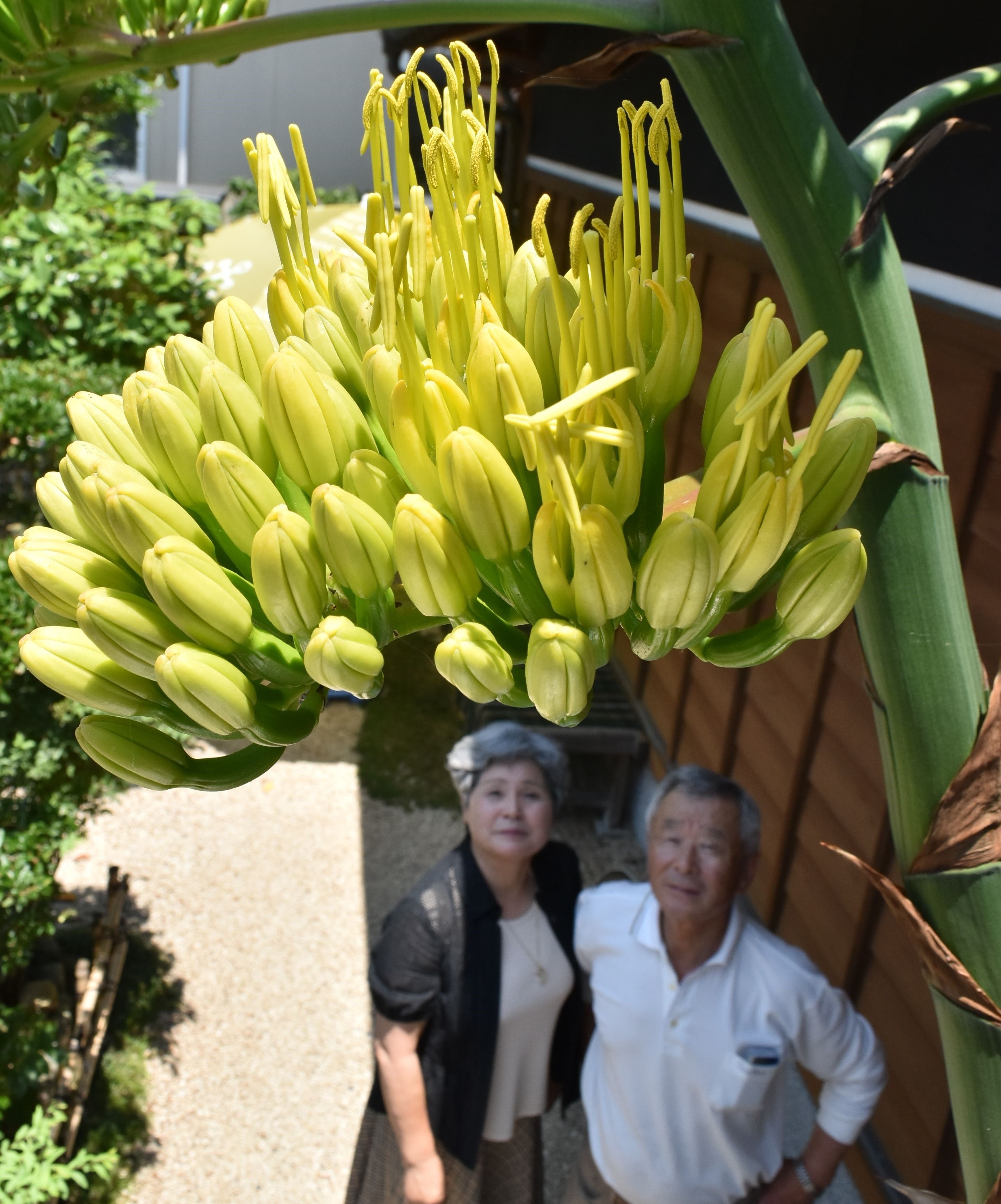 85年の時を経て開花 多肉植物 アガベ 神秘的 さぬき市の民家で植栽 四国新聞