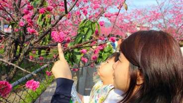 2020泰安櫻花季-台中后里泰安櫻花季櫻花已經滿開 白天晚上都可賞櫻