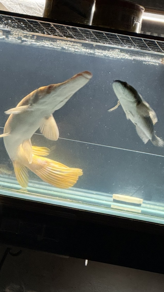 魚ㄦ水中游