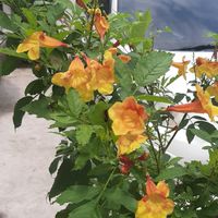 ซื้อ-ขาย ชัยพฤกษ์ทุกเฟส นนทบุรี