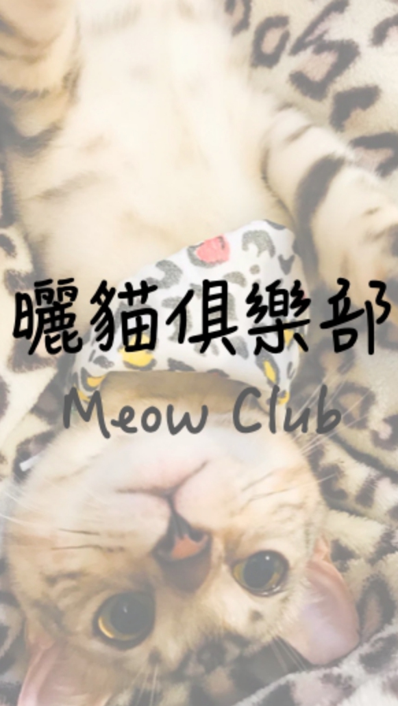 曬貓咪俱樂部 Meow Club