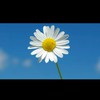 Daisy_