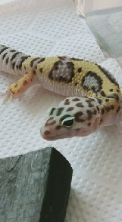 徳島の爬虫類、両生類好きの為のお部屋