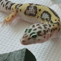 徳島の爬虫類、両生類好きの為のお部屋