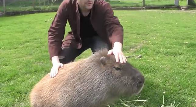 7 Hewan Aneh Dan Eksotis Ini Dipelihara Manusia