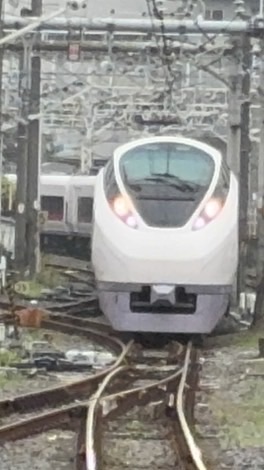 カツスジ公開