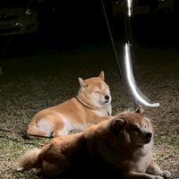 台中市民VIP約克夏