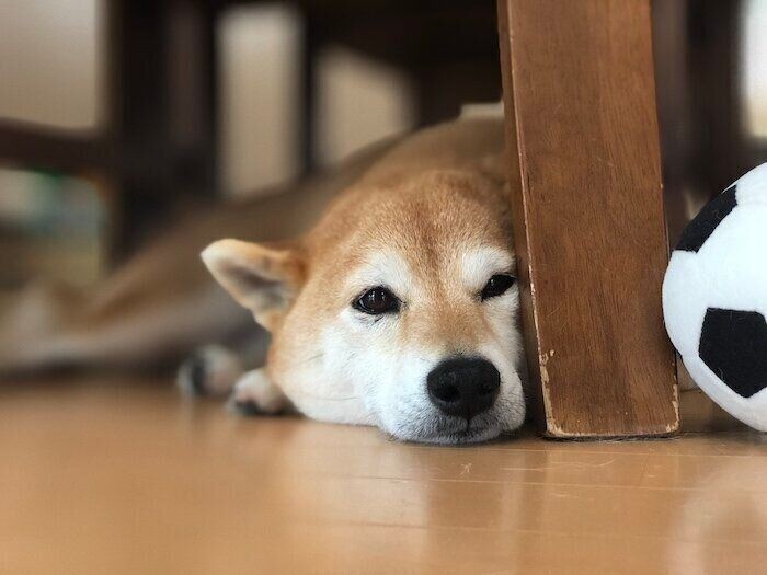 可愛い 舌しまい忘れ犬 舌を出す理由も知ってる