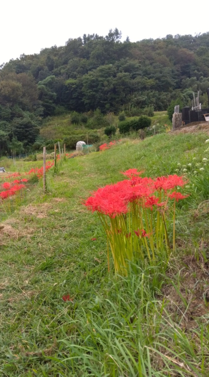 鶴巻里山再生の会あわいのもり