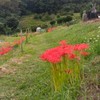 鶴巻里山再生の会あわいのもり