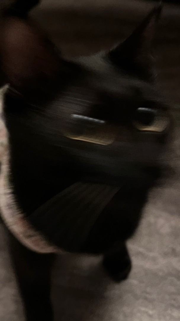 鯉魚的荷塘🐈‍⬛