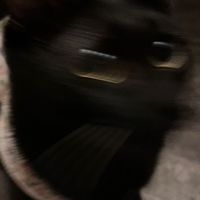 鯉魚的荷塘🐈‍⬛