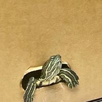 圓緣
