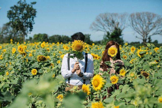 5 Kebun Bunga Matahari Paling Indah Di Indonesia Cantik Banget