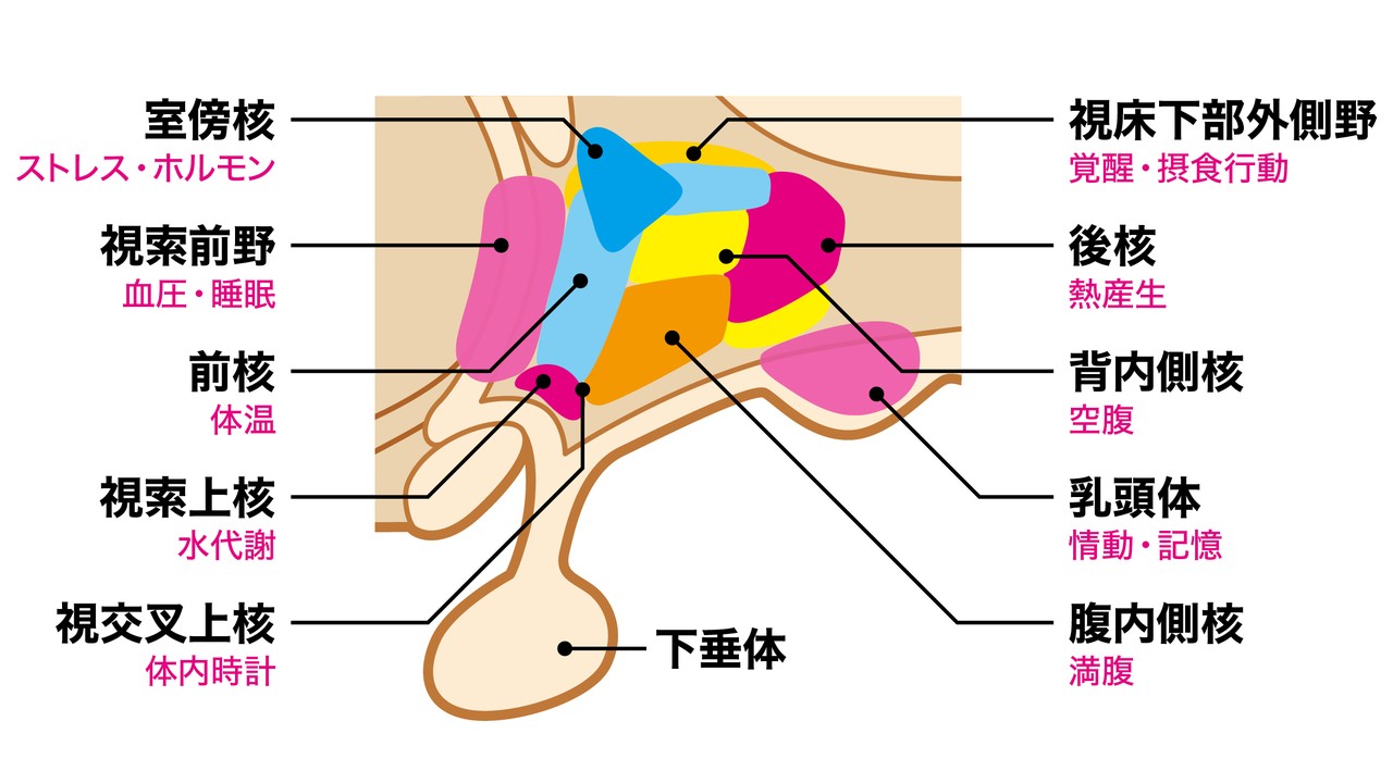謎多き存在 自律神経 その正体を突きとめろ Tarzan