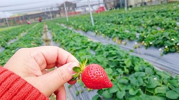 採草莓哪裡去？帶你環一圈台灣採到手軟採到飽！