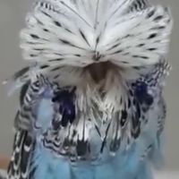 大頭小虎皮