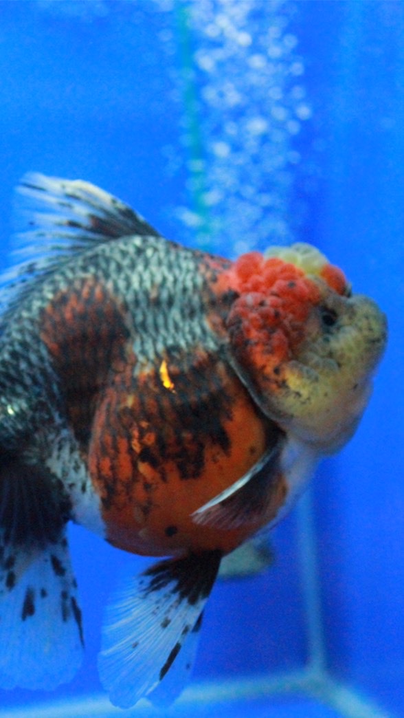 金魚聯盟社團