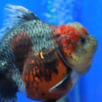 金魚聯盟社團