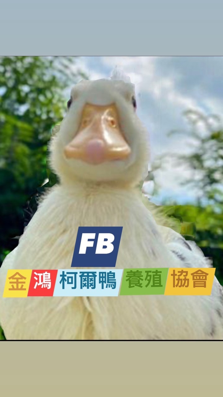 金鴻柯爾鴨養殖協會