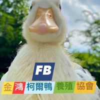 金鴻柯爾鴨養殖協會