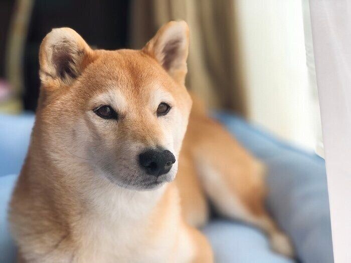 柴犬マロたん 雨の日は歩くのも濡れるのもイヤだけど