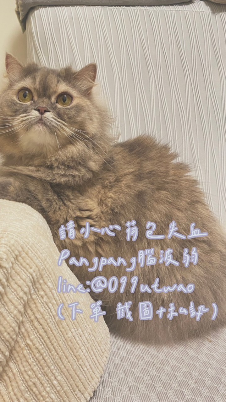 Pangpang腦波弱代購5/15-5/19首爾連線中