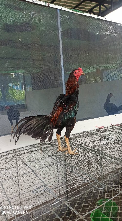 มีดีฟาร์ม/ MD FARM( เฮียเต้ )