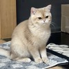 จูนแมวขายของ